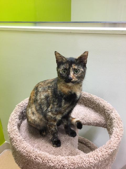 Tortoiseshell cats for adoption best sale near me